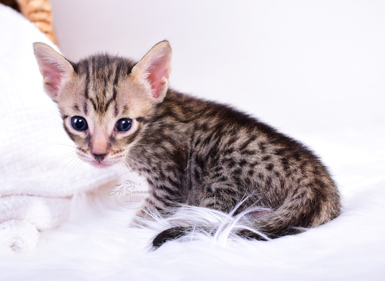 A1Savannahs F5 Male Kitten Bodie