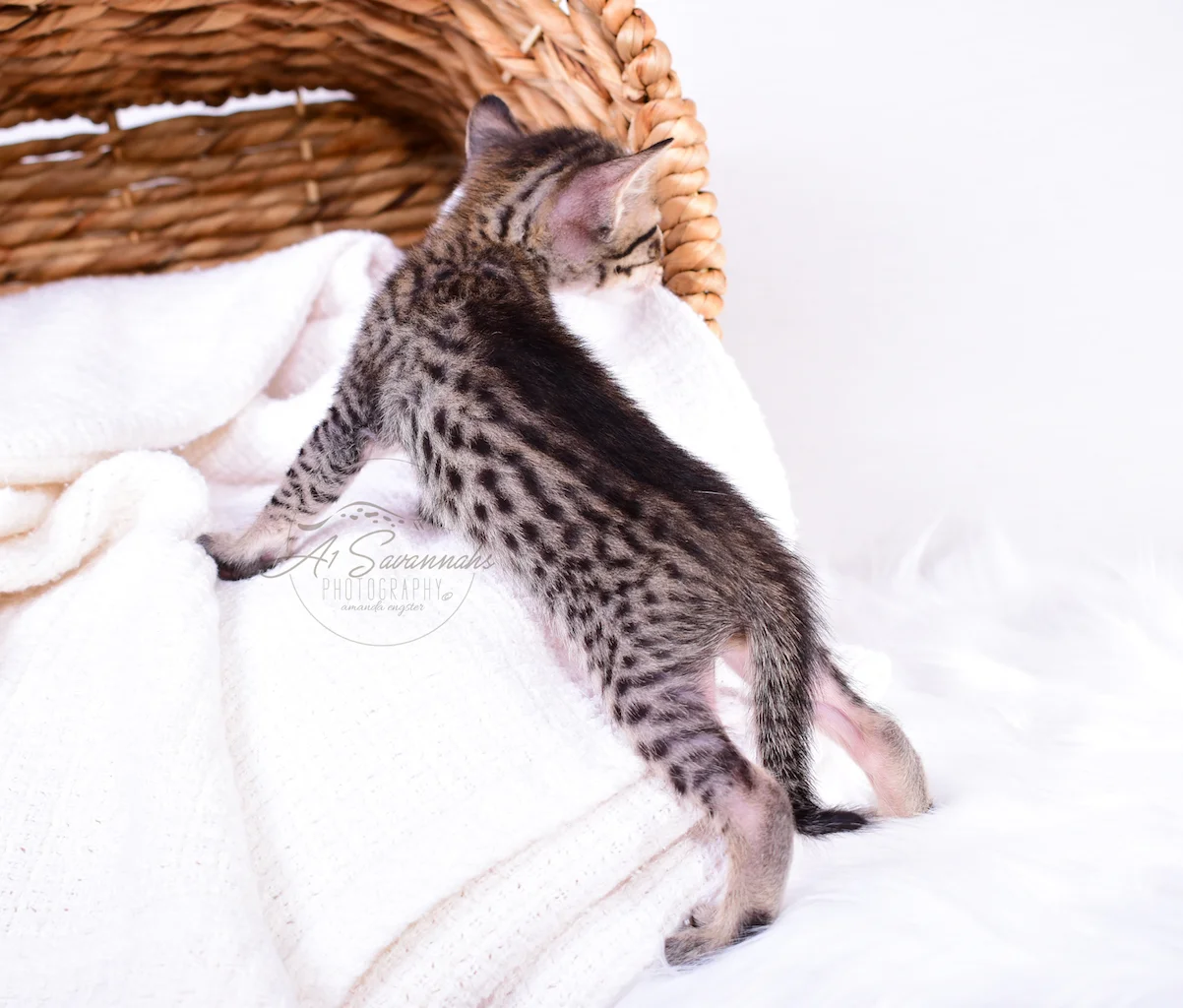 Long Bodied Bodie is a F5 Savannah Male Kitten From A1Savannahs
