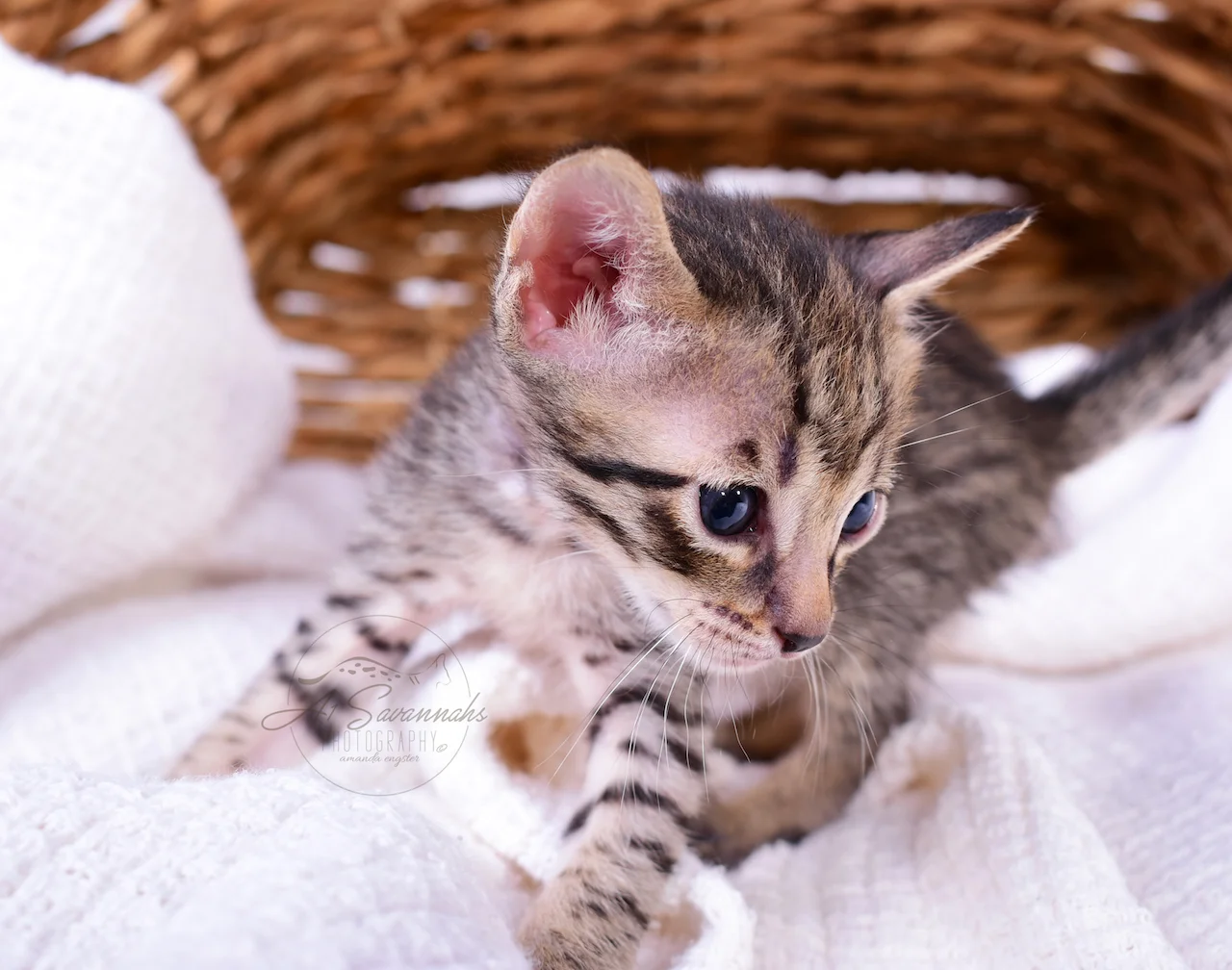 With his exotic facial markings is A1Savannahs F5 Male Savannah Kitten Bodie