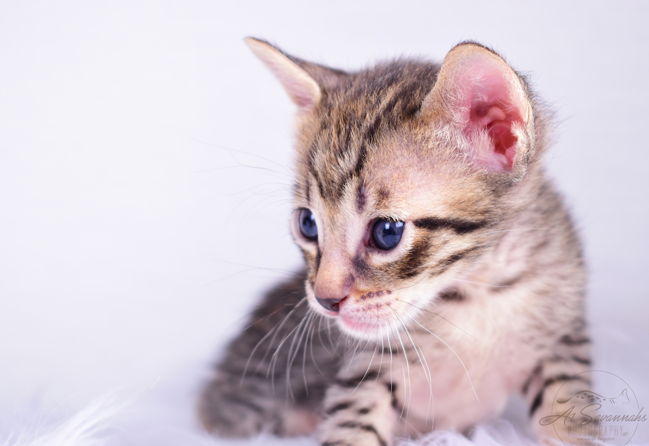 A1Savannahs F5 Male Kitten Bodie