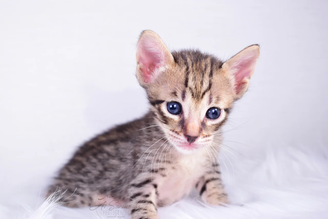 F5 Male Savannah Kitten Bodie from The Original Founder of the Savannah Cat Breed