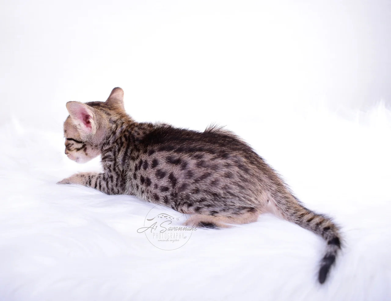 A1Savannah Bruzer F5 Male Savannah Kitten