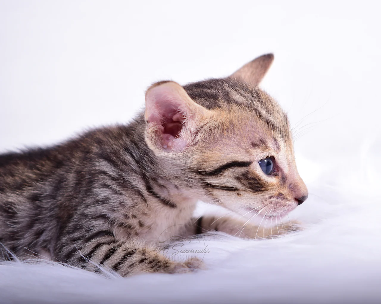 Emphasizing his facial markings is Bruzer from A1Savannahs