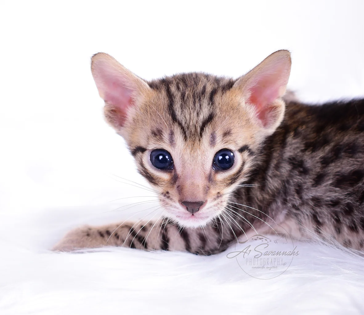 Showing that triangle face is F5 Male Bruzer from A1Savannahs