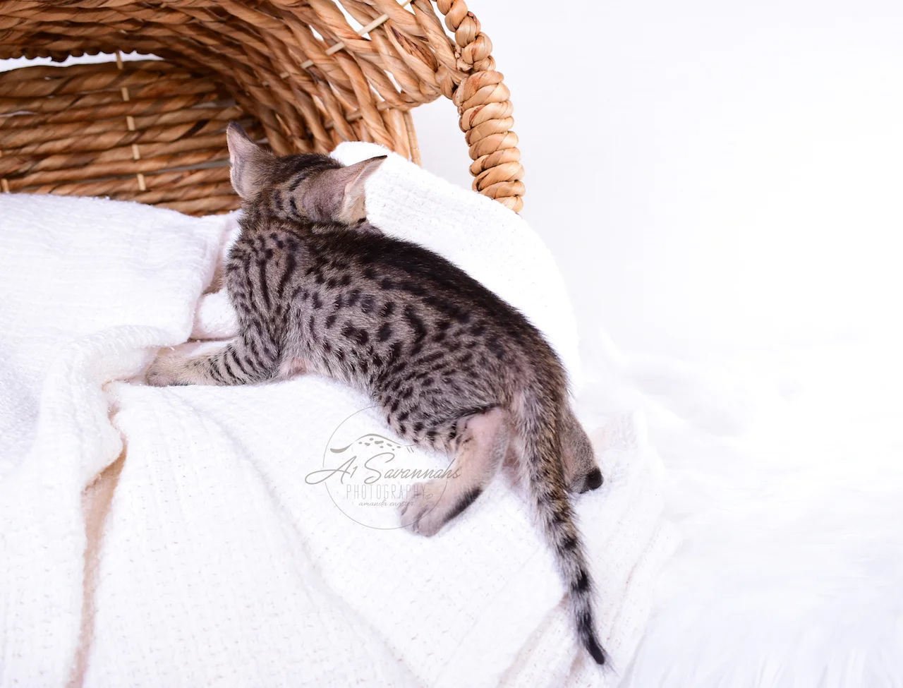A1Savannahs The Original Founder of the Savannah Cat Breed showing Bruzer a F5 Male Savannah Kitten