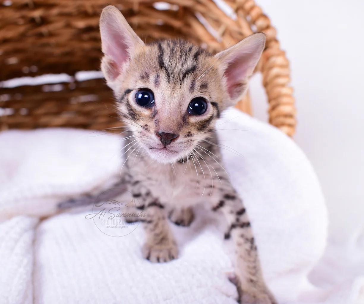 Bruzer is an F5 Male Savanah Kitten from A1Savannahs