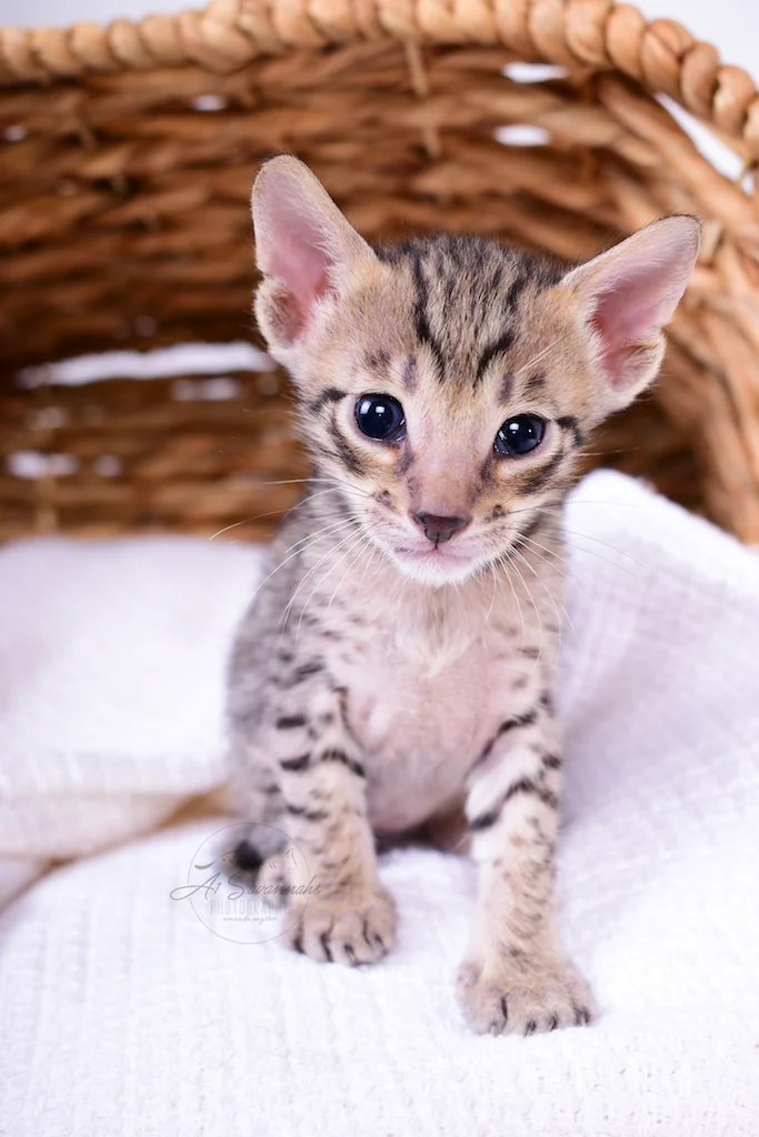Posing for the camera is A1Savannahs Male Savannah Kitten Bruzer