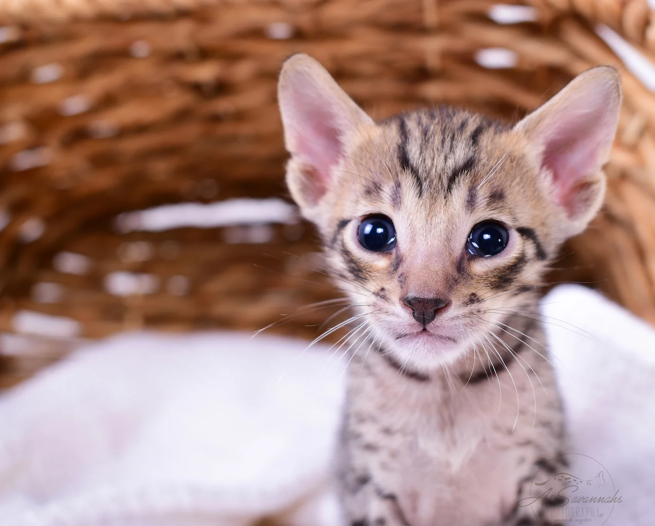 Looking at the camera is A1Savannahs F5 Male Savannah Kitten Bruzer
