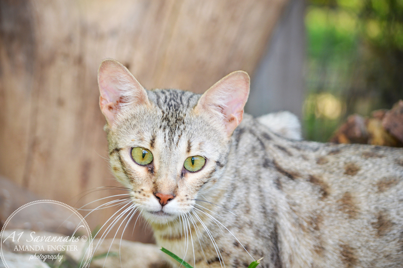 A1Savannahs F3 Female Ozz Magic