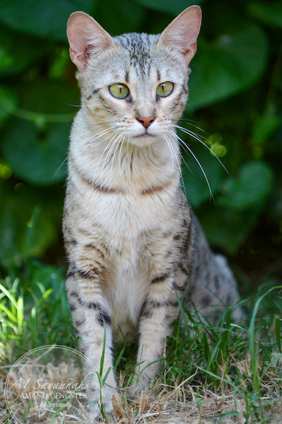 A1Savannahs F3 Female Ozz Magic