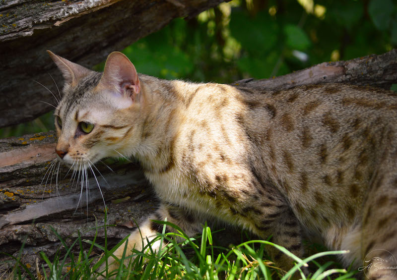 A1Savannahs F3 Female Ozz Magic