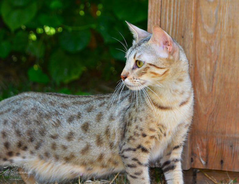 A1Savannahs F3 Female Ozz Magic