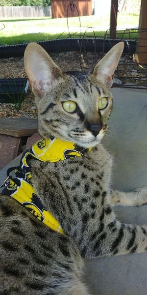 A1Savannahs Giselle (Kali) is relaxing outside in her cat harness