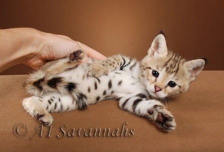 f1 savannah cat from A1Savannahs in Ponca City, Oklahoma
