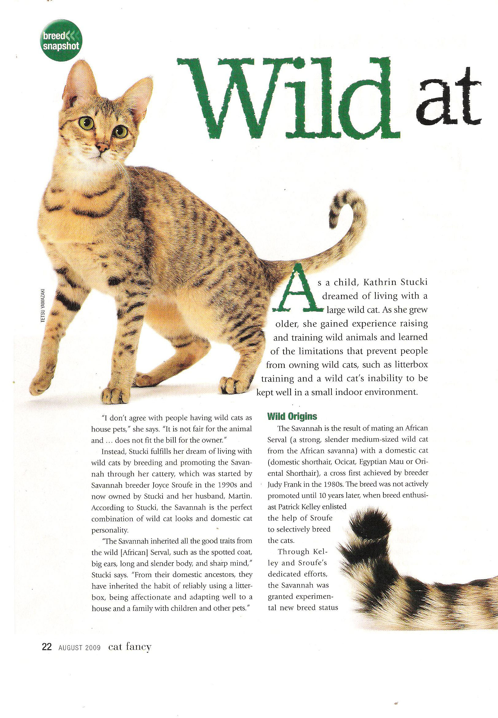 2009 Cat Fancy article about A1Savannahs page 1