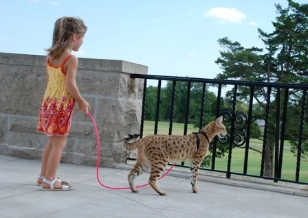 savannah cat leash