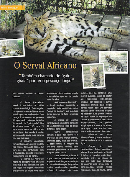 Pulo do Gato Edition 34 about A1Savannahs 