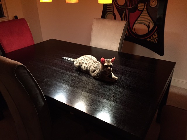 F5 Loki resting on a table
