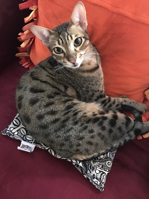 F5 Beaux resting on red pillow displaying his large spots