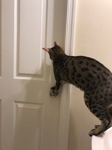 A1Savannahs F5 Beaux is a smart cat opening the door