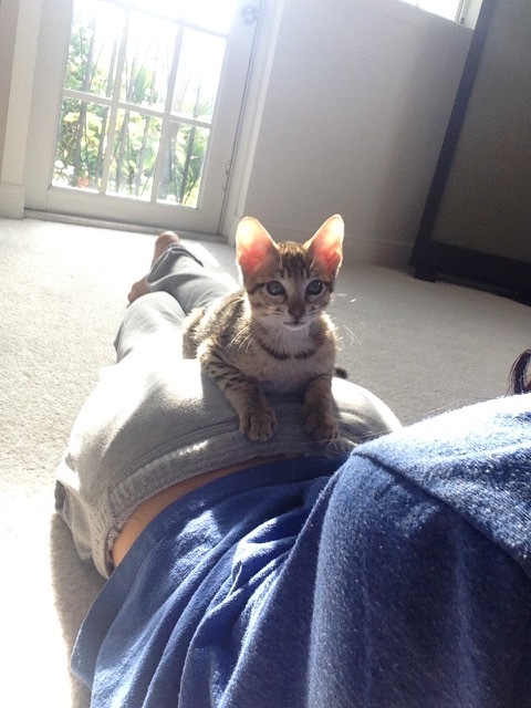 A1Savannahs F5 Beaux of Ponca City laying on mom