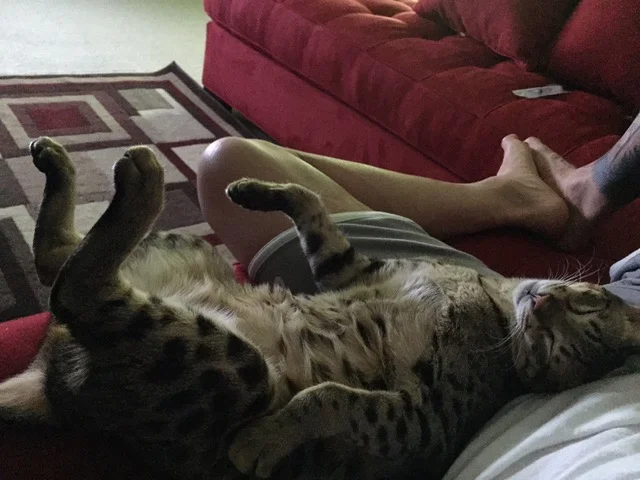 F5 Beaux from A1Savannahs napping with dad