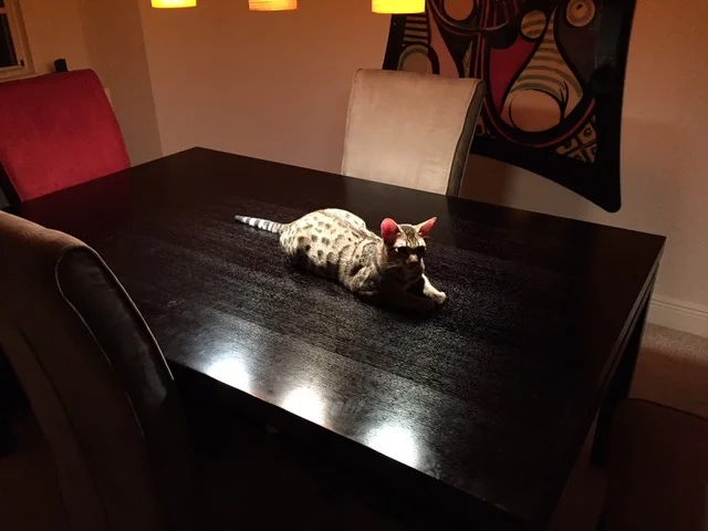 f5 Beaux showing off his large body on a table