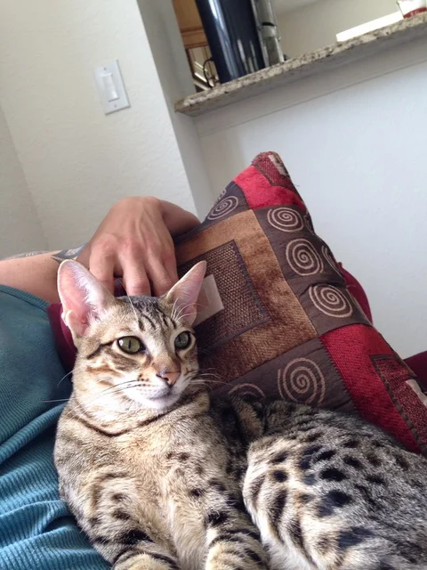 A1Savannahs f5 Beaux hanging out with dad