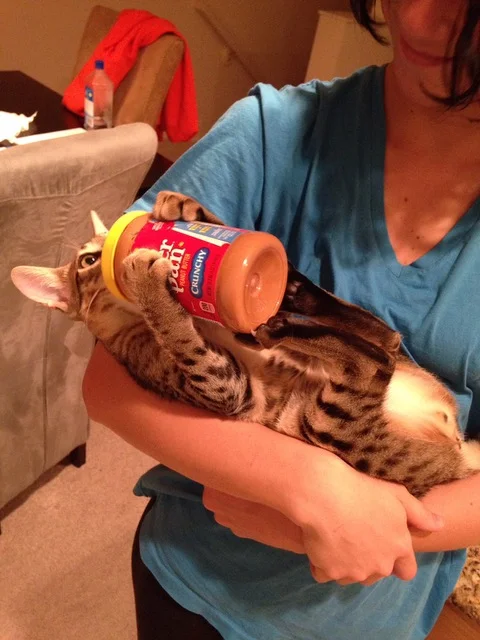 F5 Beaux loves peanut butter