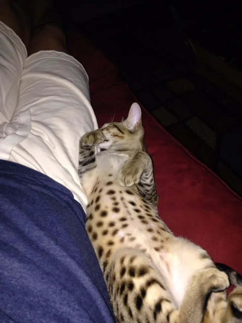 F5 Beaux laying on his back