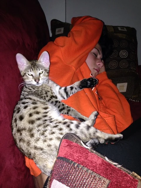 F5 Beaux resting with his large ears alert