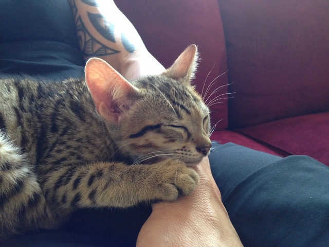 F5 Beaux napping on dads lap