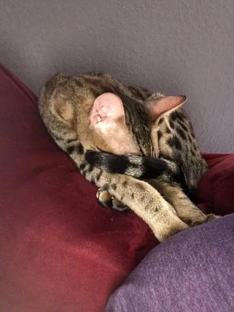 F5 Beux curled up for a nap