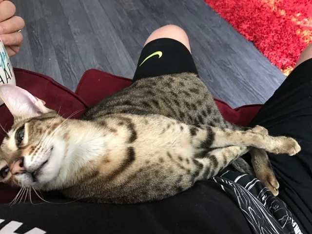 A1Savannahs F5 Beaux loves his dad
