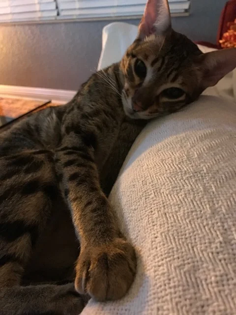 A1Savannahs F5 Beaux is thinking Is it play time yet 