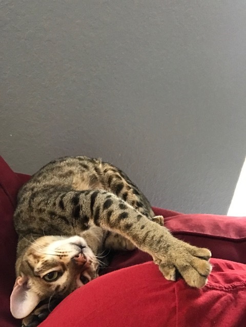 A1Savannahs F5 Beaux napping like always