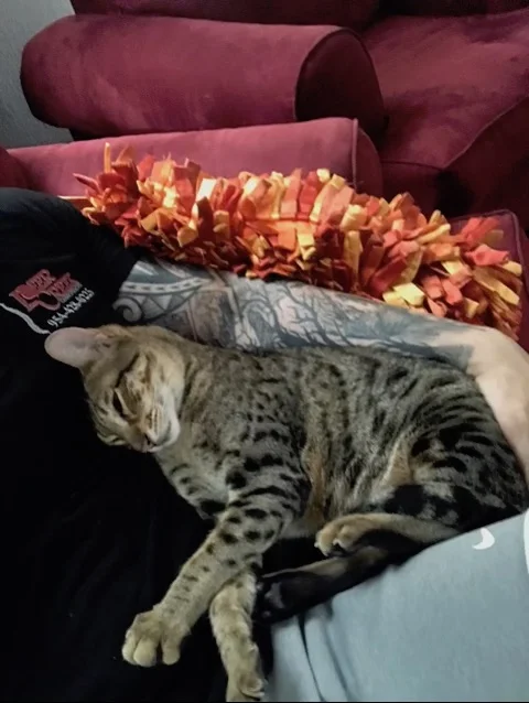A1Savannahs F5 Beaux curled up with dad
