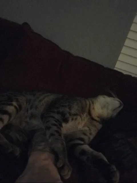 A1Savannahs F5 Beaux napping