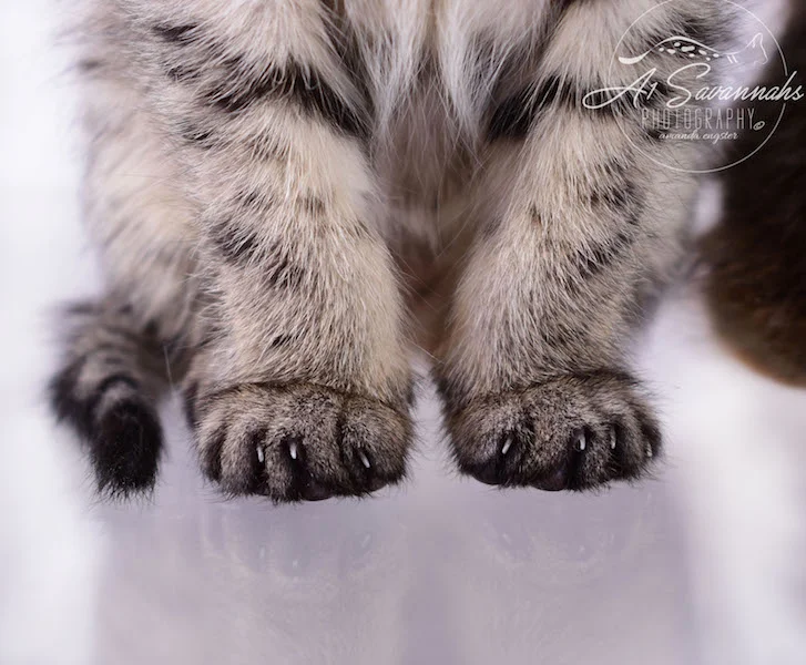 A1Savannahs F4 Alexa's paws