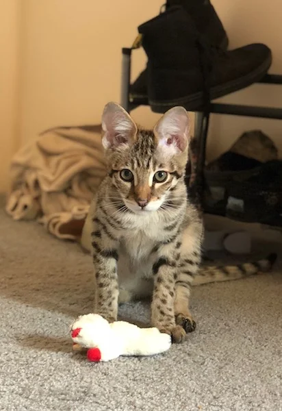 A1Savannahs F2 Nitro sitting over his toy prey