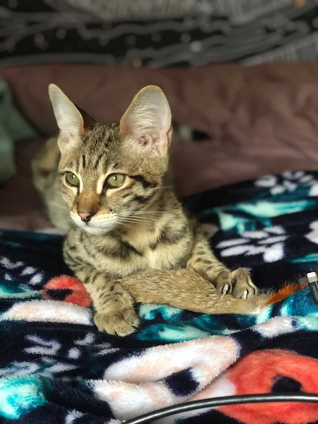 F2 Savannah Nitro posing for his mom