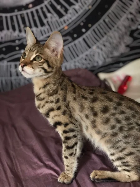 A1Savannahs F2 Nitro sitting while displaying his wonderful spots