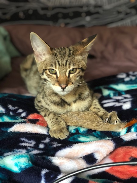 F2 Nitro of A1Savannahs lounging in his forever home