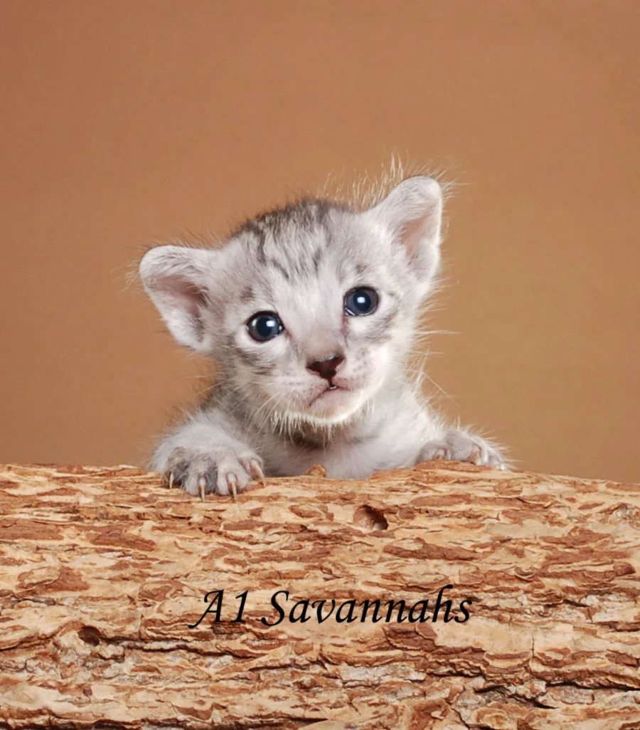 A1Savannahs Jameson F5 Male Savannah Kitten