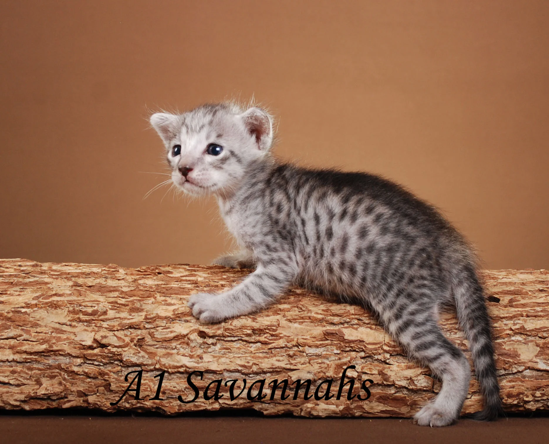 A1Savannahs Jameson F5 Male Savannah Kitten