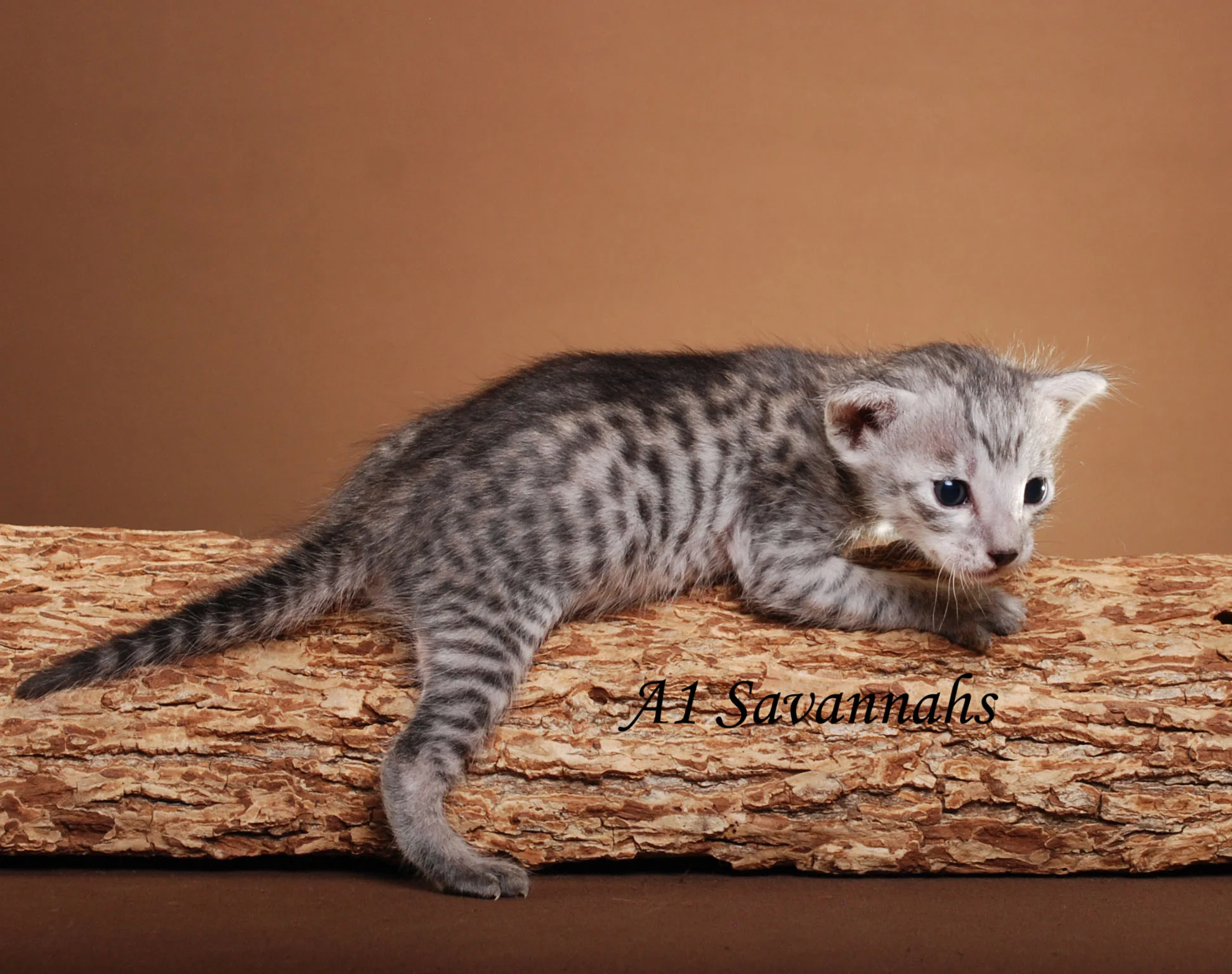 A1Savannahs Jameson F5 Male Savannah Kitten of ponca city
