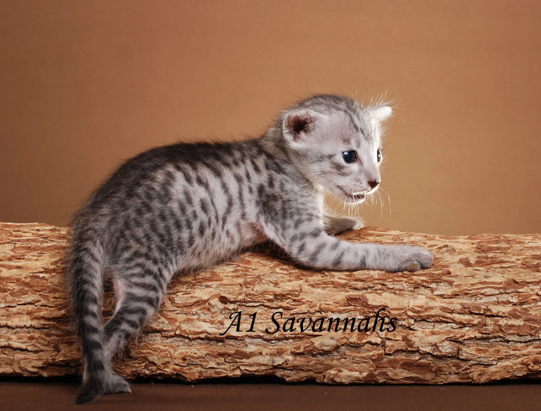 A1Savannahs Jameson F5 Male Savannah Kitten