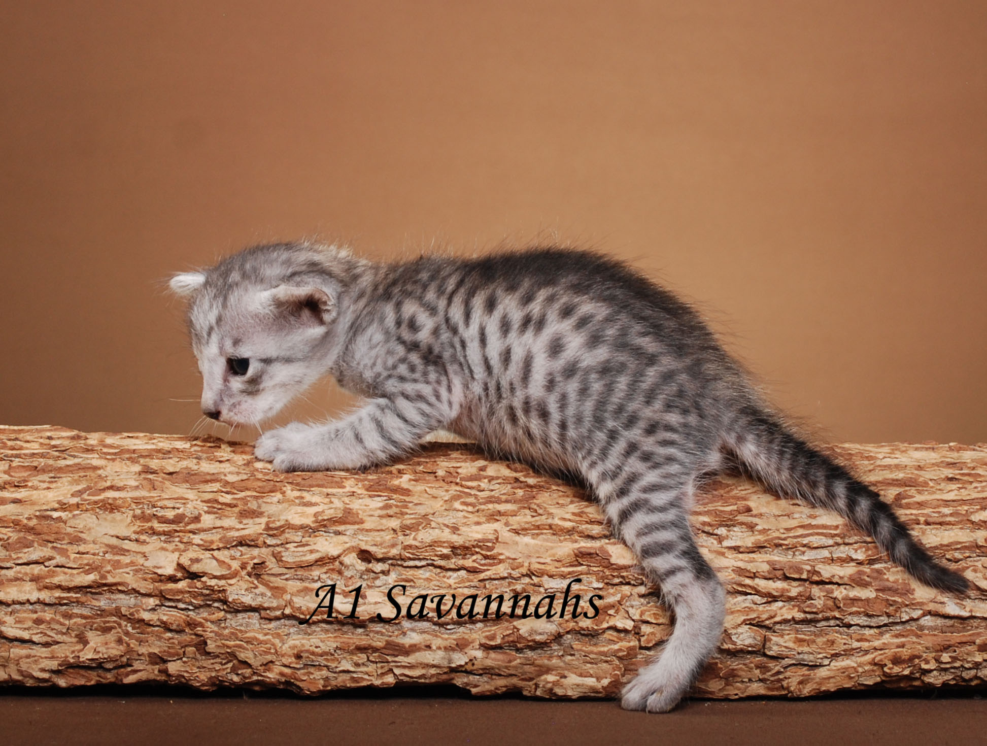 A1Savannahs Jameson F5 Male Savannah Kitten