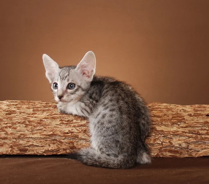 A1Savannahs Jameson F5 Male Savannah Kitten