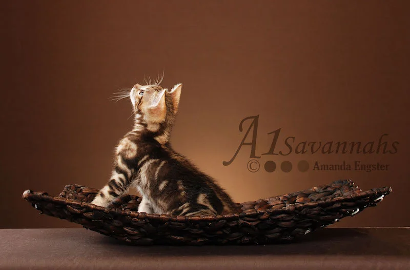 A1Savannahs Rocket F5 Male Savannah Kitten